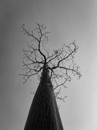 Low angle view of tree against clear sky