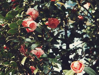Close-up of red flowers