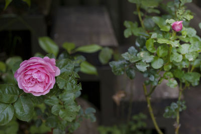 Close-up of pink rose