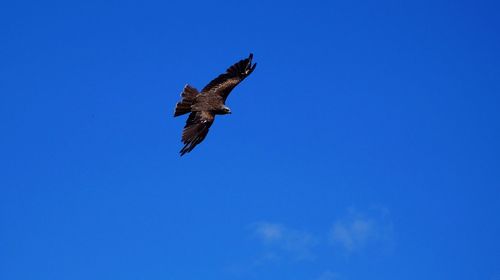 Low angle view of eagle flying in sky