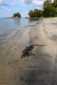 View of crab on beach