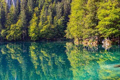 Reflection of trees in lake 