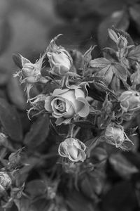 Close-up of wilted flowers