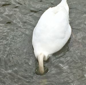 View of birds in water