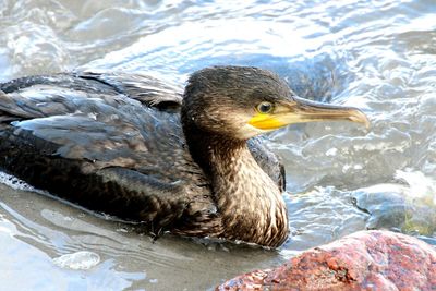 High angle view of cormorant swimming in lake