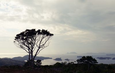Low angle view of trees on field against sky