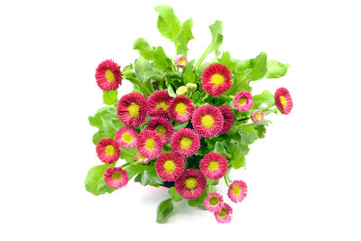 Close-up of pink flowering plant against white background