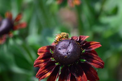 Close-up of flower