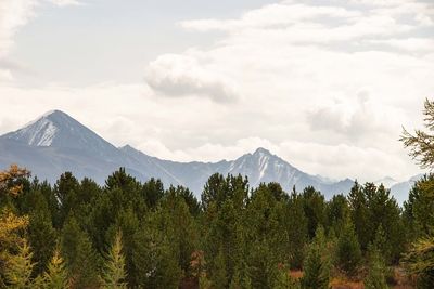 Scenic view of trees and mountains against sky