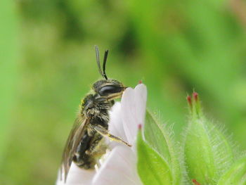 Close-up of insect on leaf