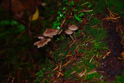 Close-up of mushroom on field