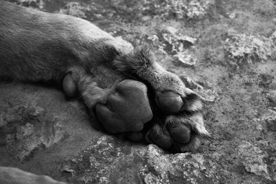 Close-up of cat sleeping