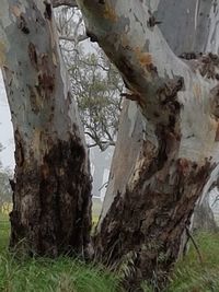 Close-up of tree trunk on field