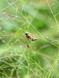 Close-up of insect on plant