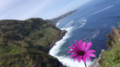 Close-up of flower against mountain