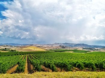 Scenic view of agricultural field against sky