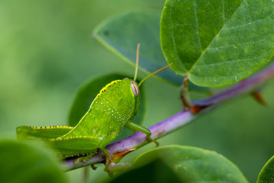 Close-up of insect on leaf