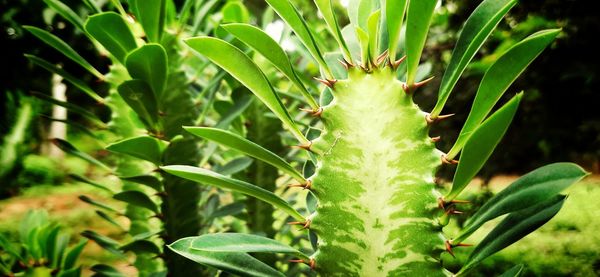 Close-up of insect on plant