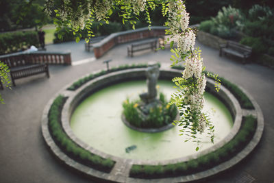 High angle view of flowers on branch against fountain at park