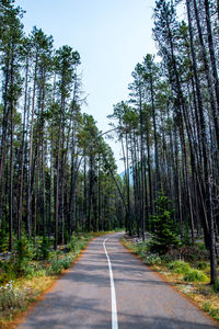 Road amidst trees in forest against sky