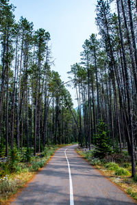 Road amidst trees in forest against sky