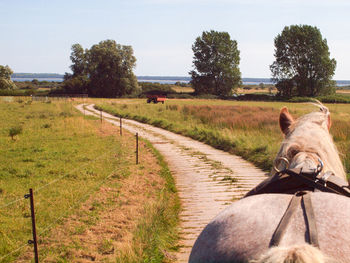 View of a horse on dirt road