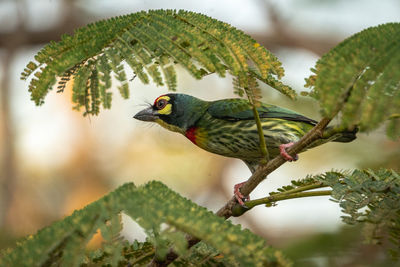 Bird perching on a branch