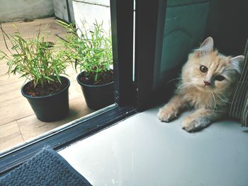 Portrait of a cat on window sill