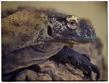 Close-up of lizard