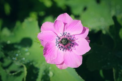 Close-up of pink flower blooming outdoors