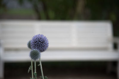 Close-up of dandelion growing outdoors