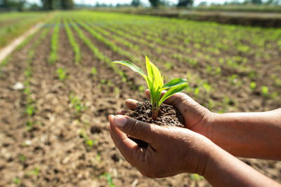 Close-up of hand holding plant on field