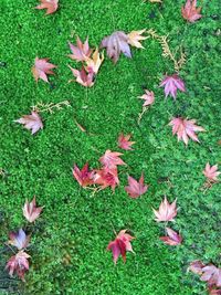 High angle view of fallen leaves on field