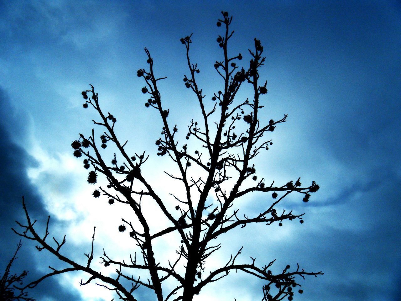 SILHOUETTE OF BARE TREE AGAINST SKY