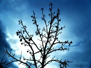 Low angle view of silhouette bare tree against sky