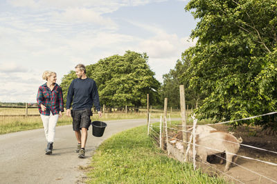 Happy man and woman walking on road by pigs and trees at farm