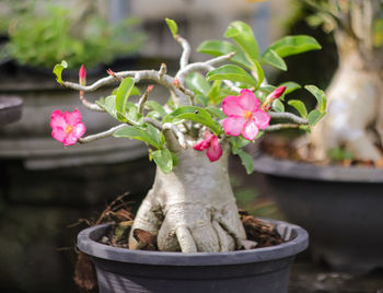 Close-up of pink flower pot