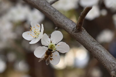 Close-up of white cherry blossom tree