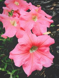 Close-up of pink flower