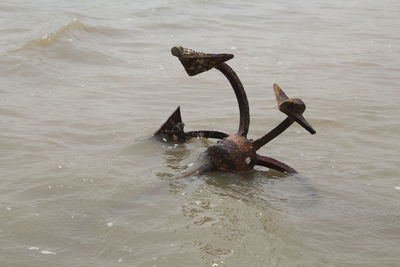 High angle view of ducks swimming in lake