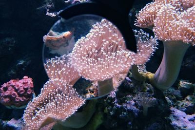 Close-up of jellyfish swimming in sea