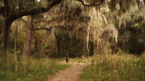 Rear view of man walking on footpath in forest