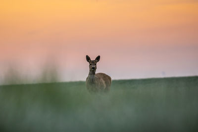 Portrait of deer on field during sunset