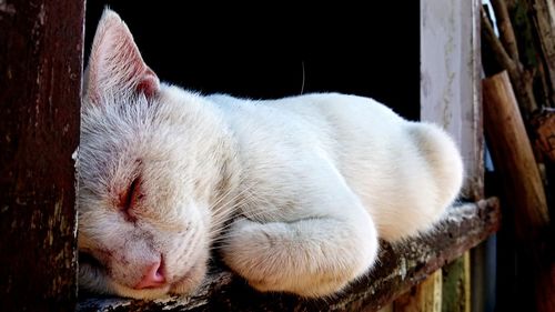 Close-up of cat