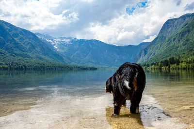 Dog standing in lake against mountains