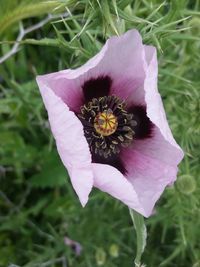 Close-up of purple rose flower