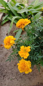 High angle view of yellow flowering plant on field