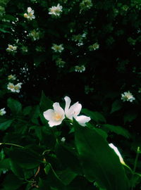 Close-up of white flowers blooming outdoors