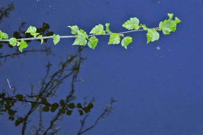 High angle view of leaves floating on lake