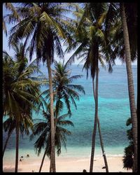 Palm trees against sea